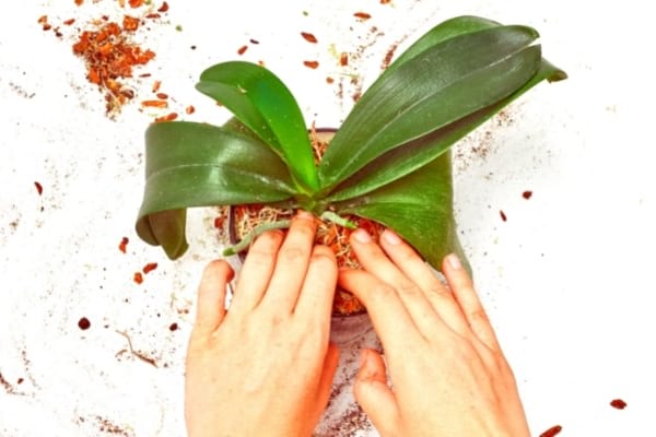 My 7 Secrets to Making an Orchid Rebloom Every Time