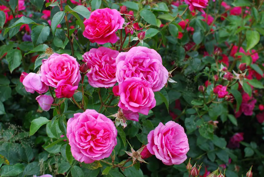 My roses flourish throughout the summer, and I nourish them with natural fertilizer each spring. They remain untroubled by aphids and other pests.