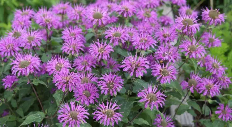 Neither lavender nor mint, this is the plant you should put on your balcony to scare away mosquitoes