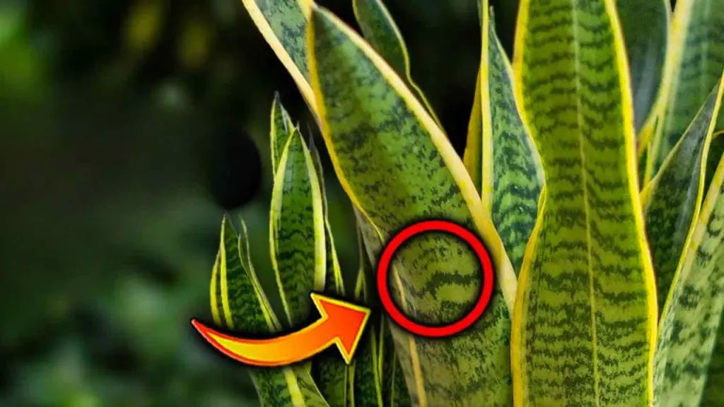No one ever told you this secret about mother-in-law’s tongue: very useful