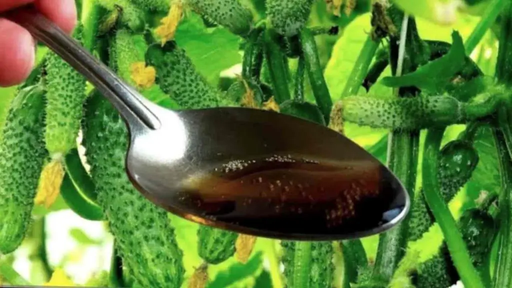 One spoonful of this ingredient will give tons of fruits, they never turn yellow