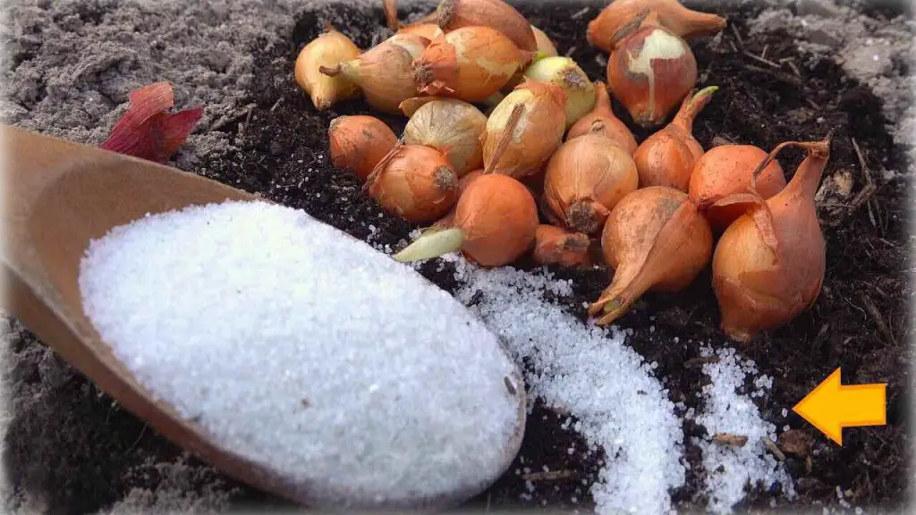 Onions, plant them with this special supplement: zero pests and high yield