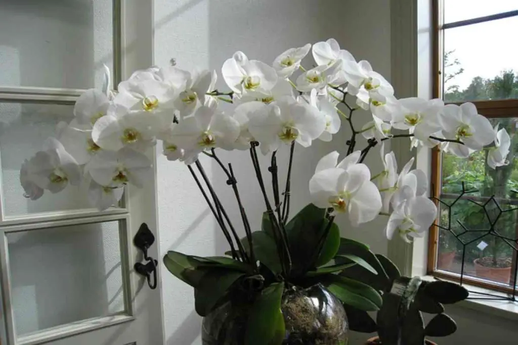 Orchid care is a true art, but this little-known practice is the only winning secret