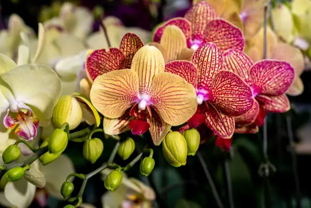 Orchid: this household product will make it bloom the next day