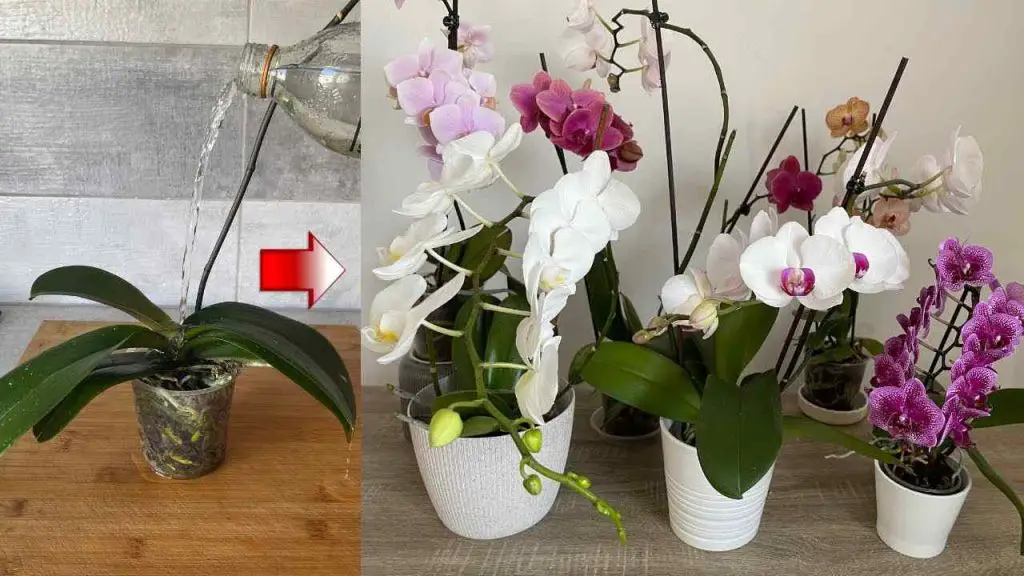 Orchids, only if you water them like this do they last a lifetime: always lush