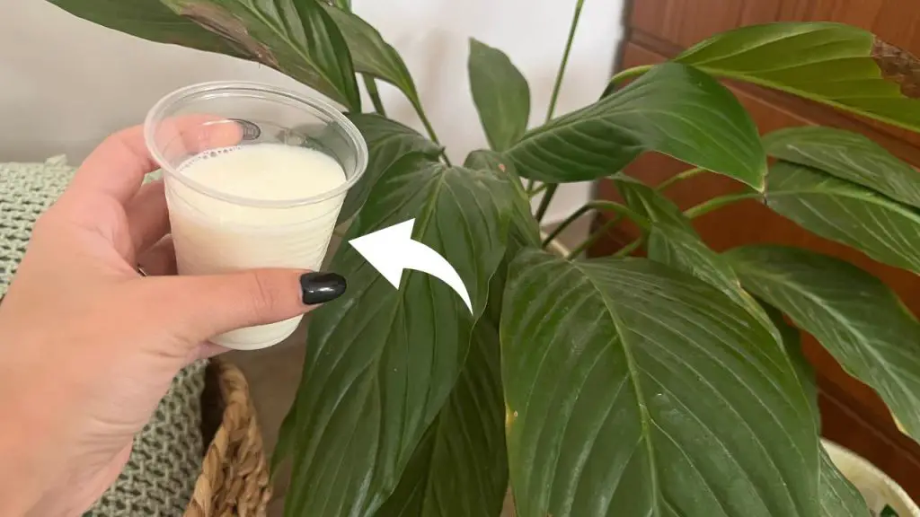 Peace lily, forget the water: water it with this and it lasts you forever