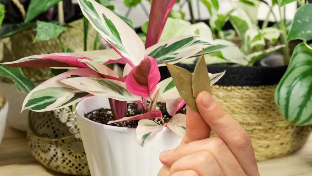 Place 3 bay leaves in the plants you have in your vegetable garden or garden: the reason revealed