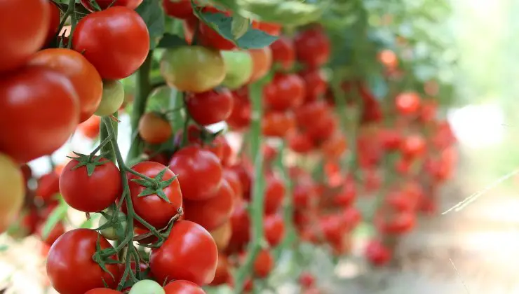 Pruning tomatoes, never make this mistake: they rot within a few days