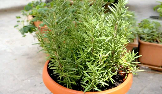 Rosemary: if you want it lush, healthy and strong you have to water it like this | Nobody ever does it
