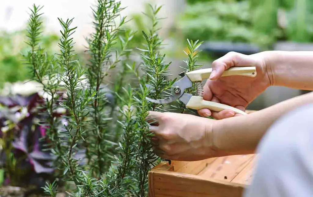 Rosemary, since I sprayed this liquid on it it has always been so lush and fragrant