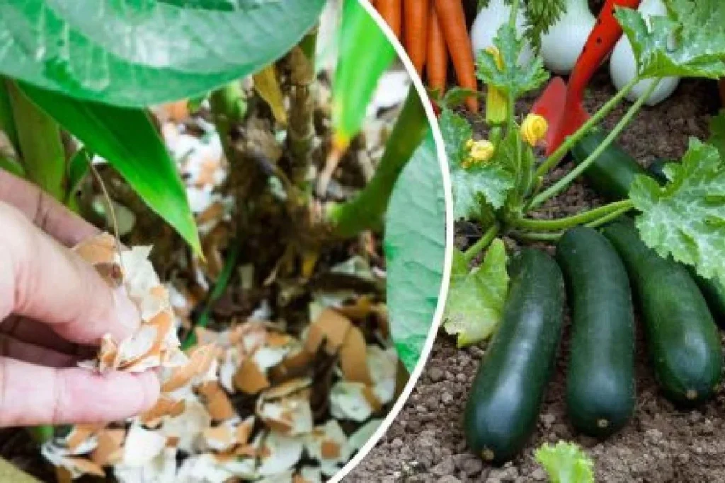 Since I’ve been using them, my garden has produced spectacular fruit in this way! The ancient remedy that never fails
