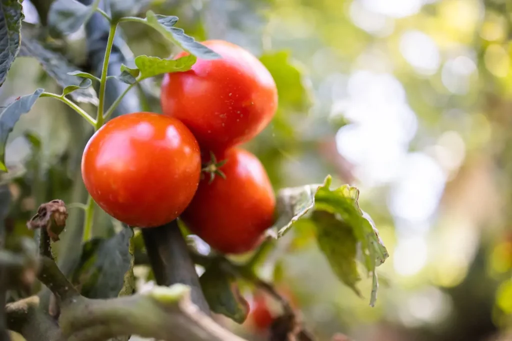 Sow these plants next to tomatoes and you will have an incredibly good harvest