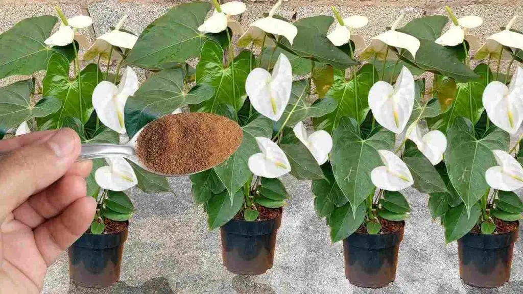 Spread it on the plants you have in your home or garden: they will flower for a whole year
