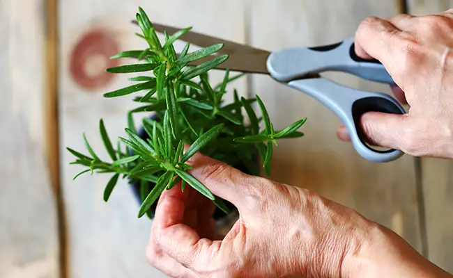 Strong and luxuriant rosemary, the gardener’s tip to ensure longevity of more than 10 years