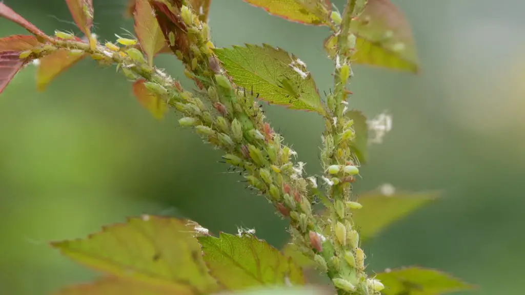 The Unexpected Kitchen Ingredient That Keeps Aphids Off Your Plants