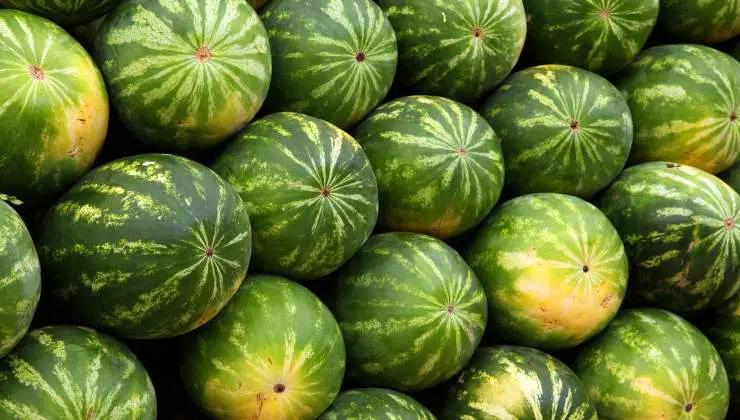The farmer reveals the method for choosing the sweetest watermelon: this is the only way you can find it
