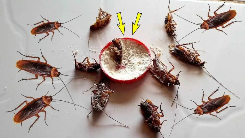 The infallible recipe for eliminating cockroaches and ants from your home in one fell swoop
