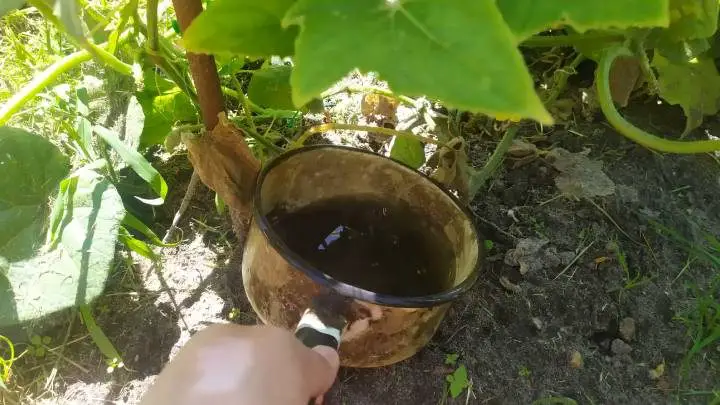The most effective fertilizer for cucumbers