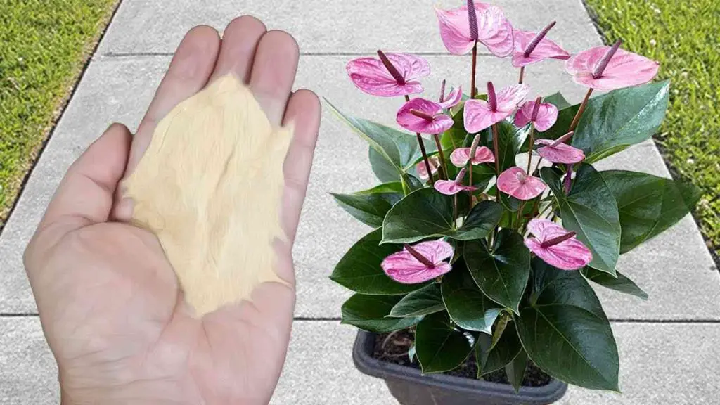 The organic fertilizer most recommended by nurserymen: you will have green, beautiful and healthy roots