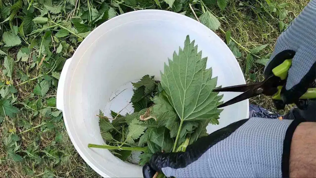 The secret ingredient to a healthy garden: plants will grow 5 times faster