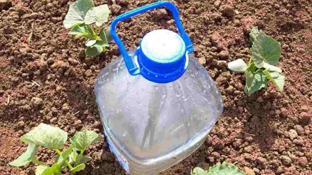 The simplest system for watering cucumbers, tomatoes, zucchini, watermelons and melons