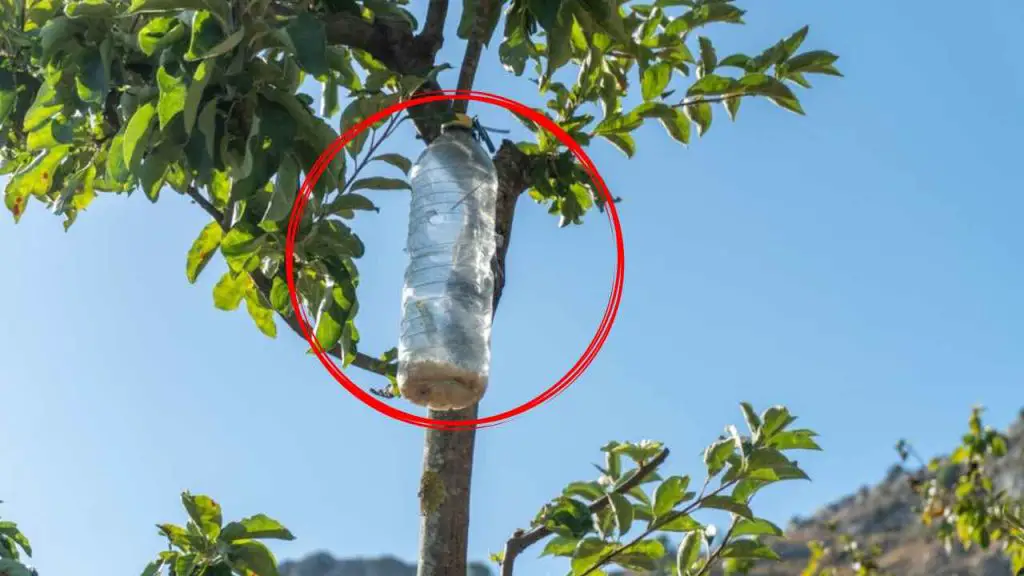 The unexpected reason to hang plastic bottles on trees