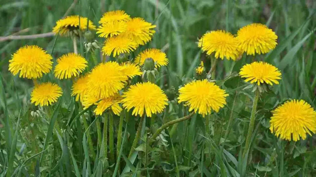 This flower floods all the fields, but many ignore it: it has a very precious value