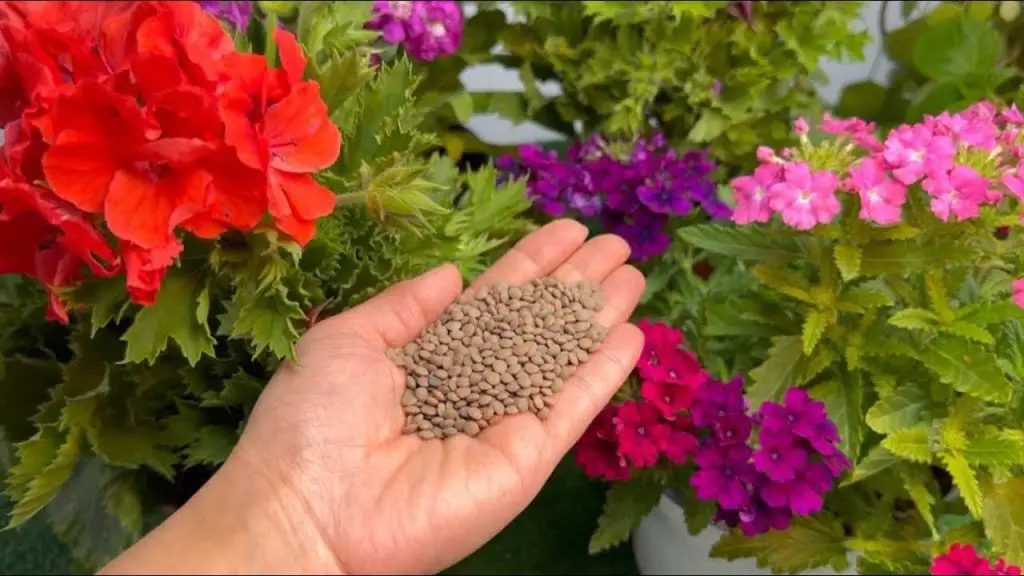 This ingredient will make the garden explode in bloom – you won’t stop doing it
