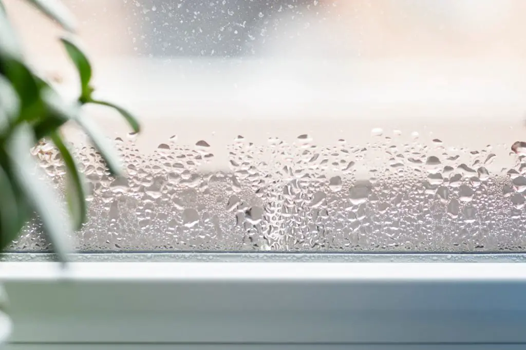 This miracle (and elegant) plant to say goodbye forever to humidity in your interior