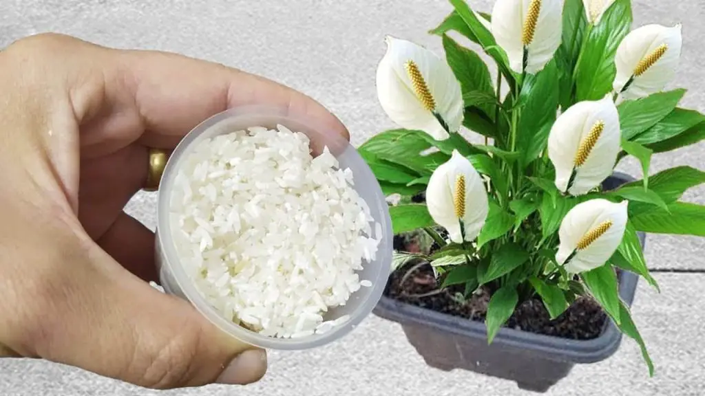 This natural fertilizer will make double the flowers you have in your garden grow