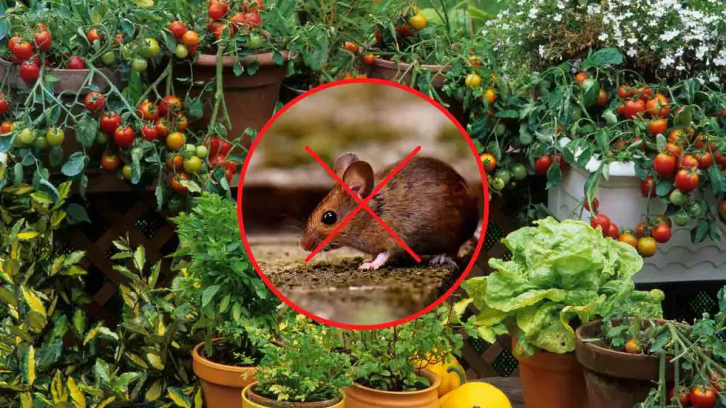 This plant keeps mice away from your home instantly: use it to season dishes