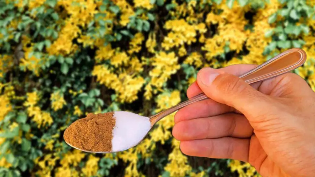 This will revive any yellowed or rotten plants in just a matter of hours