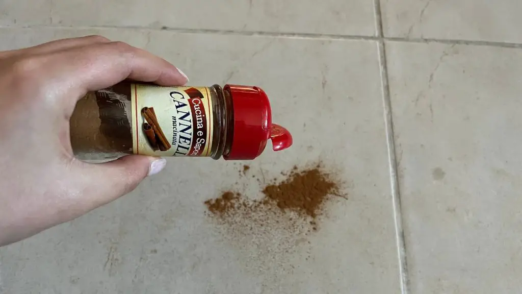Throw 1 pinch of cinnamon on the floor, the trick that has worked for decades