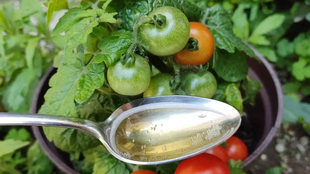 Tomatoes and cucumbers will grow 10 times faster with this supplement