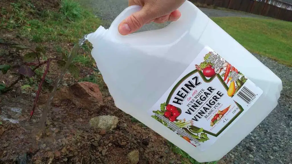 Use vinegar in the garden and see what happens: never had results like this