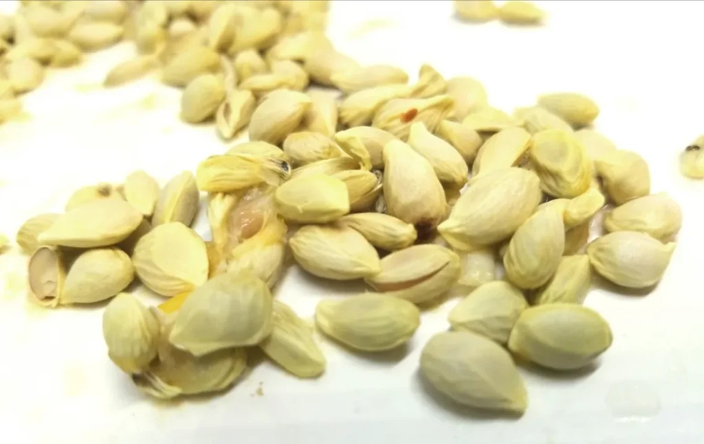 When squeezing lemons, don’t make the mistake of throwing away the seeds: they are worth their weight in gold used this way