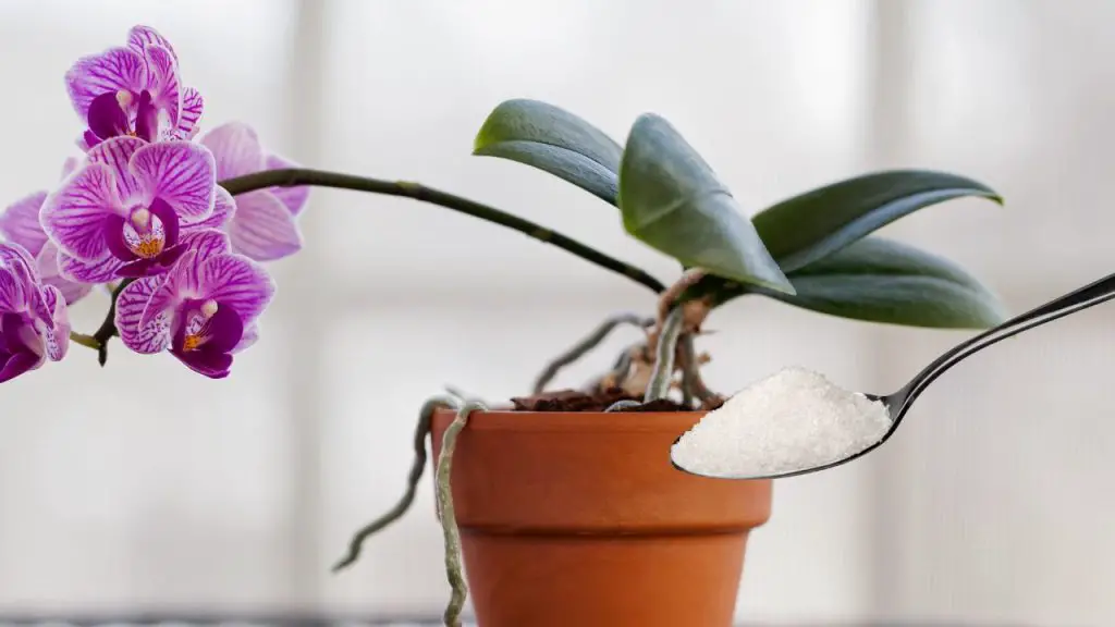 With this ingredient you will nourish the orchid better than a nurseryman: very luxuriant