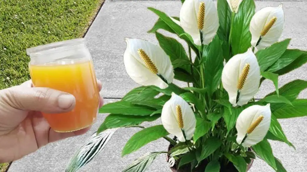 With this liquid the plants will remain alive and thriving for 2 years in a row