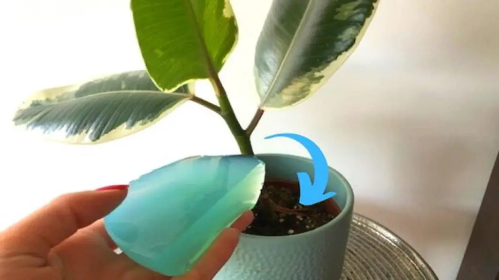 With this trick you will no longer have to water your plants for weeks on end
