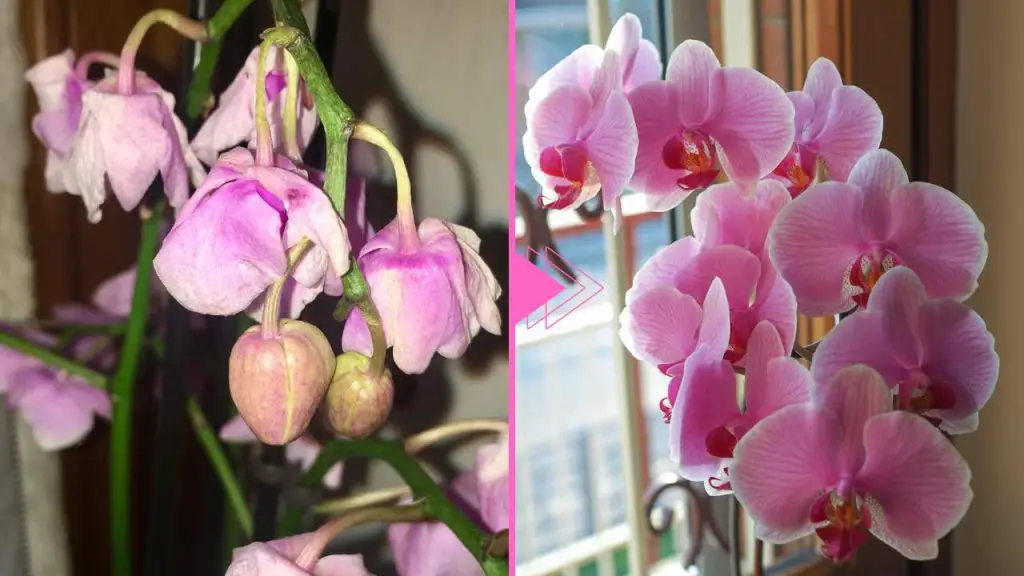 Withered orchid, there is still hope: with this ingredient it comes back to life