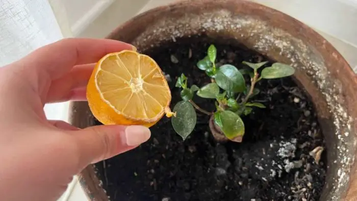 You will have a beautiful lemon in 30 days: the peeled seeds technique