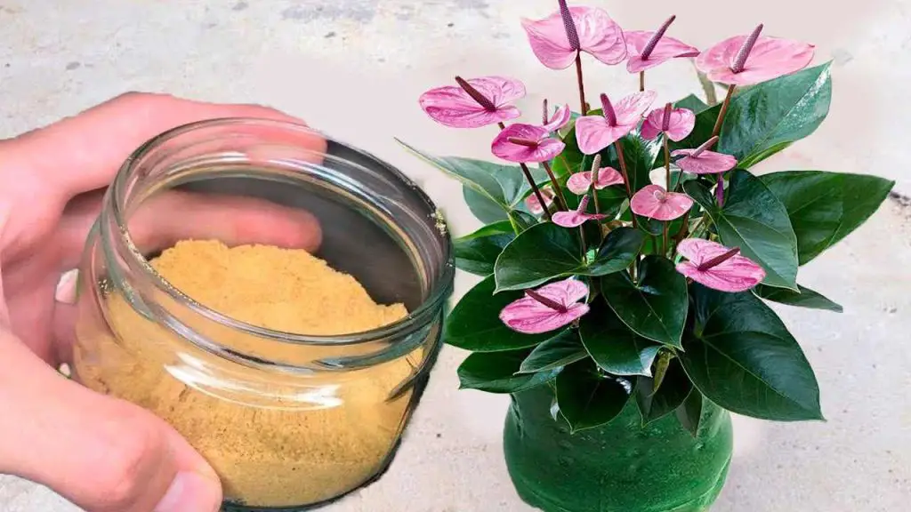 You will never use another fertilizer better than this one again – all it takes is 2 ingredients